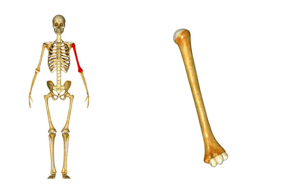 Humerus