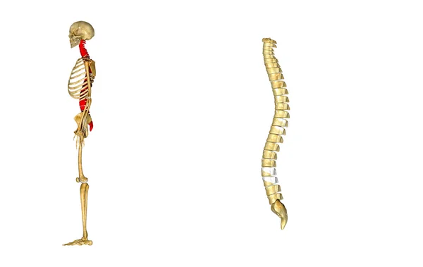 Midollo spinale — Foto Stock