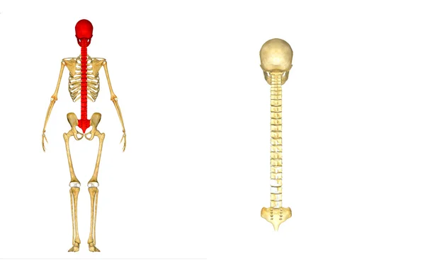頭蓋骨と背骨 — ストック写真