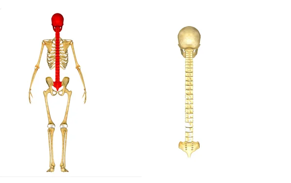 Espina dorsal con cráneo — Foto de Stock