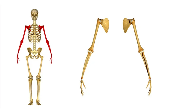 Skeletthand — Stockfoto