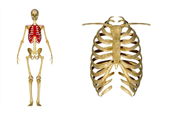 Skeleton ribs — Stock Photo, Image