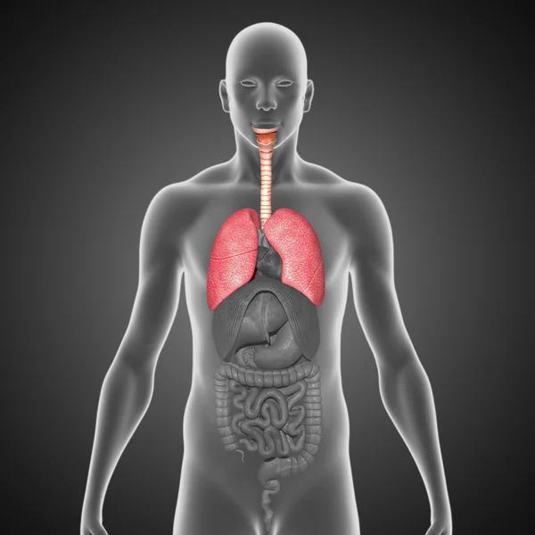 Pulmones — Foto de Stock