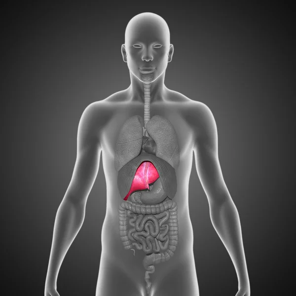 Liver — Stock Photo, Image