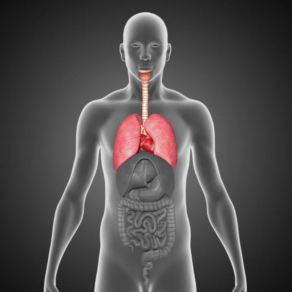 Lungs with Heart — Stock Photo, Image