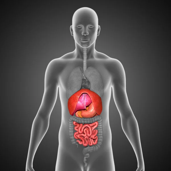 Small intestine — Stock Photo, Image