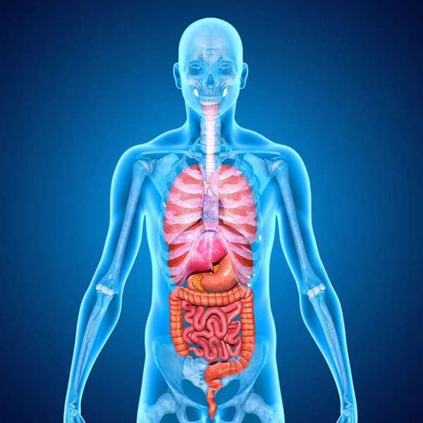 Skeleton with organs — Stock Photo, Image