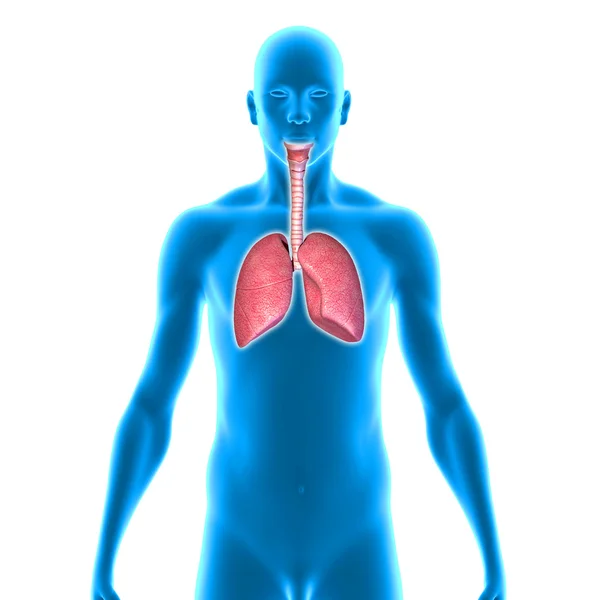 Lungs — Stock Photo, Image