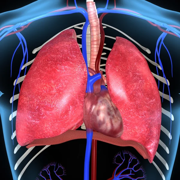 Heart and lungs — Stock Photo, Image