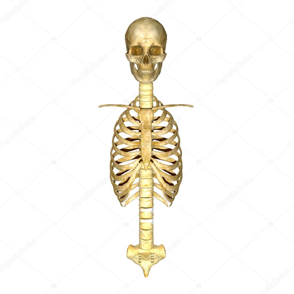 Skull with ribs