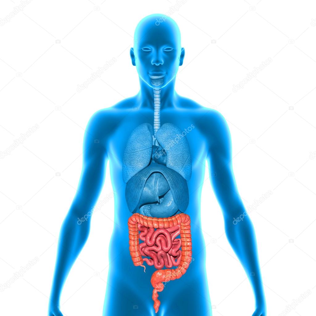 Small and large intestine