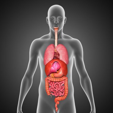 Organlar