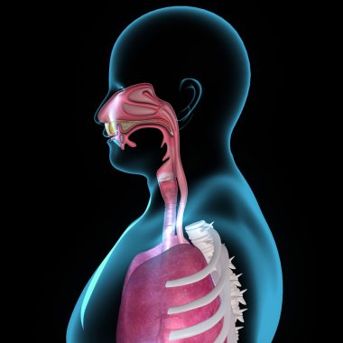 ağız anatomisi