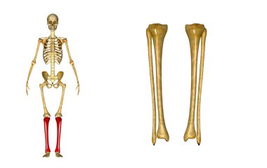 Tibia ve fibula