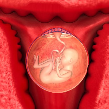 Female Reproductive system clipart