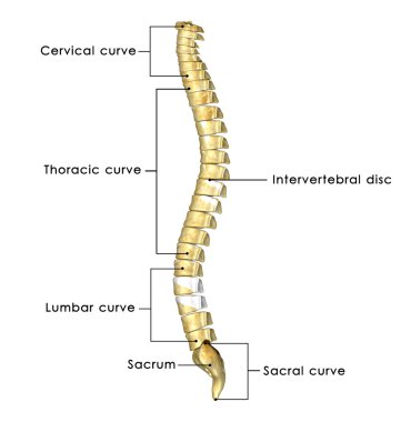 Spinal Cord clipart