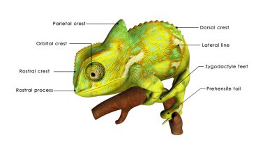 Chameleon labels clipart