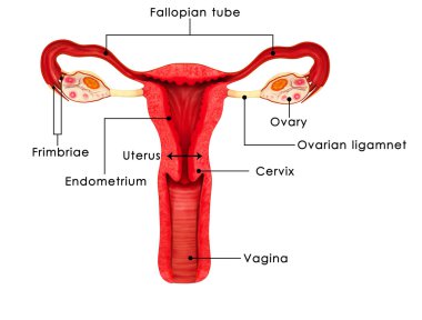 Female Reproductive system clipart