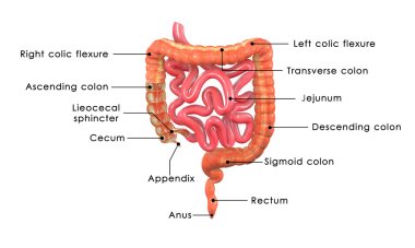 Intersection of large intestine clipart