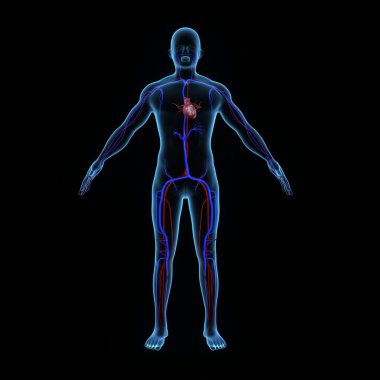 kalp anatomisi