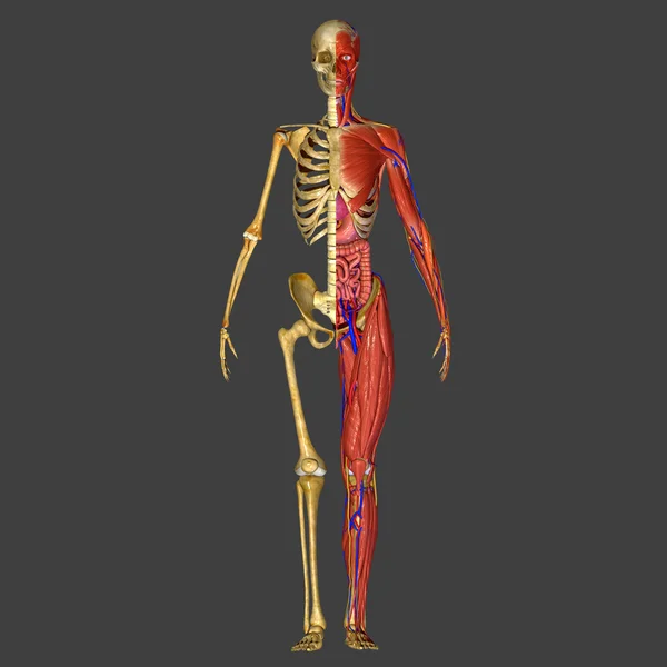 Sistema muscolare — Foto Stock