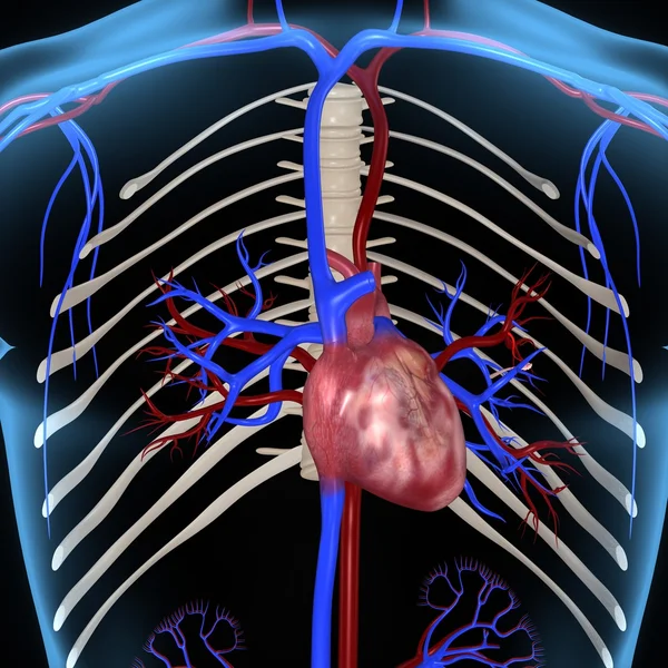 Menselijk hart — Stockfoto