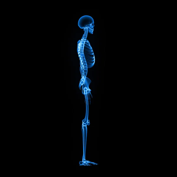 Скелет — стоковое фото