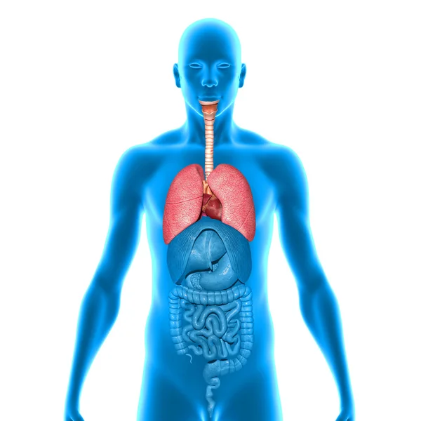 Corazón y pulmones —  Fotos de Stock