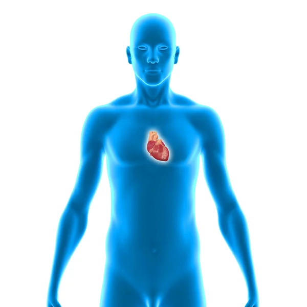 Menselijk hart — Stockfoto