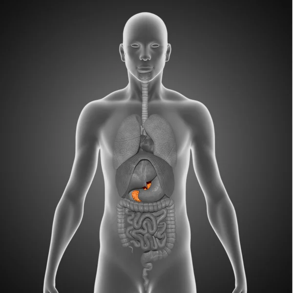 胰腺 — 图库照片