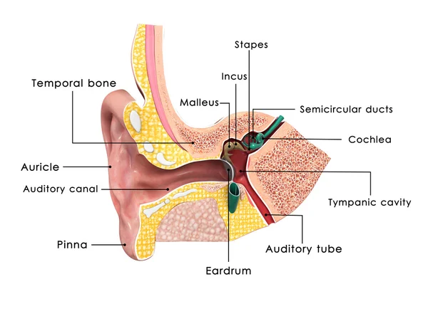 Anatomía del oído —  Fotos de Stock