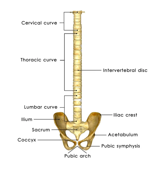 Espinha dorsal com quadris — Fotografia de Stock
