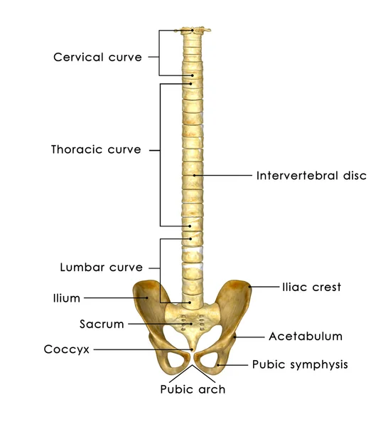 Σπονδυλική στήλη με τα ισχία — Φωτογραφία Αρχείου