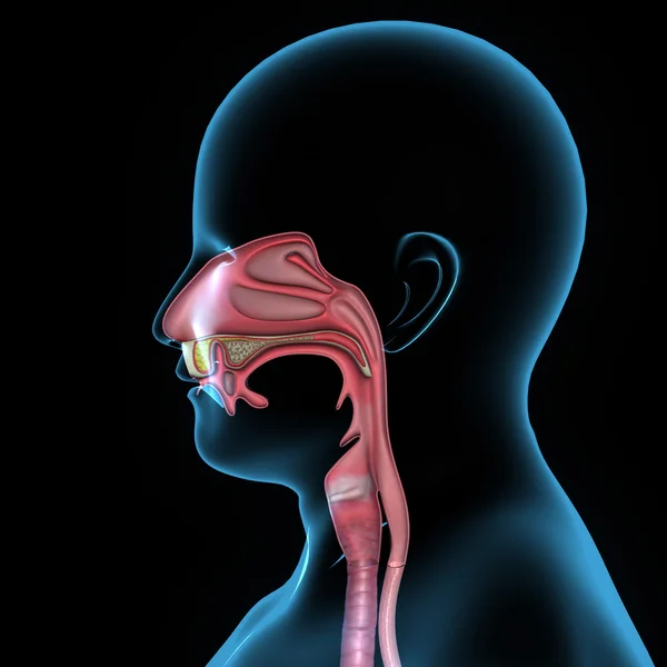 Anatomia da boca — Fotografia de Stock