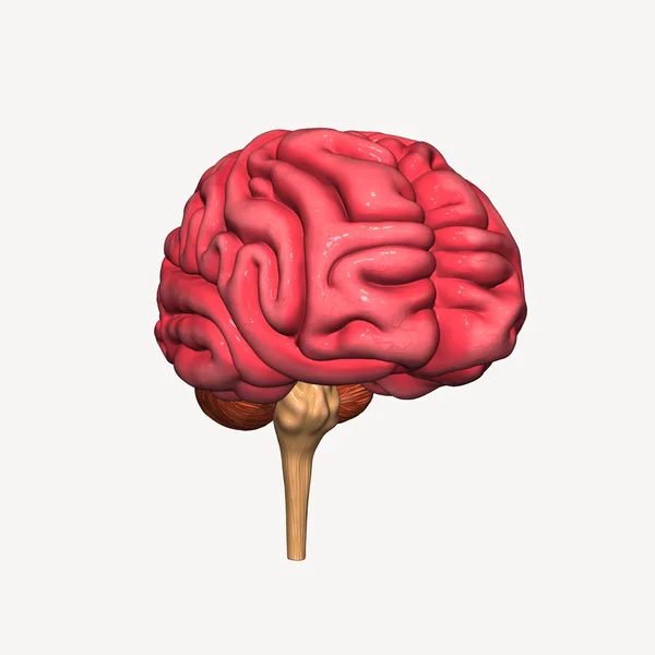 Brain — Stock Photo, Image