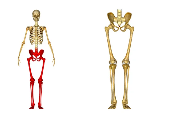 Skeleton Legs — Stock Photo, Image