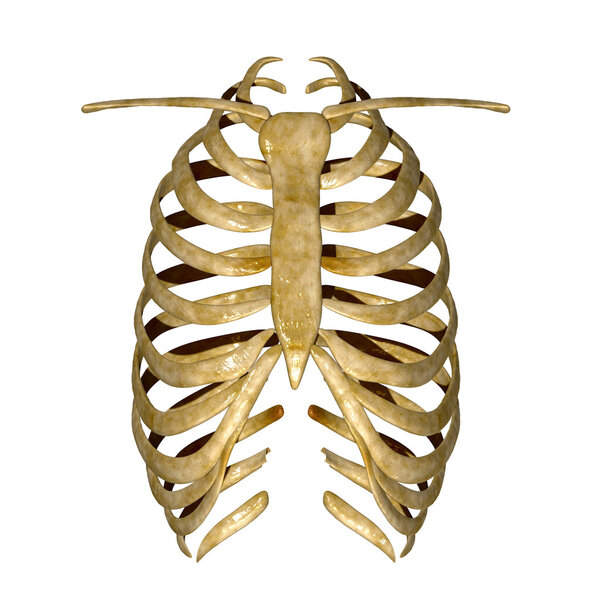 Skeleton of thorax