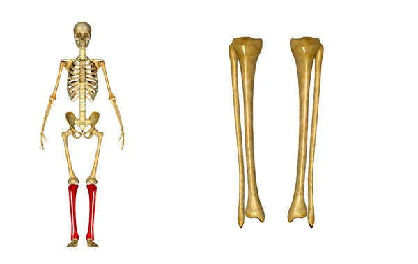 Tibia och fibula — Stockfoto