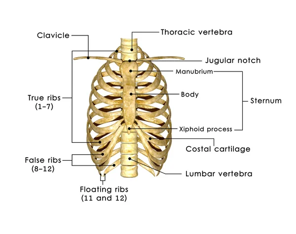 Ribs — Stock Photo, Image