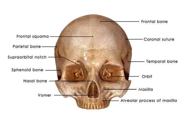 Skull upper part — Stock Photo, Image