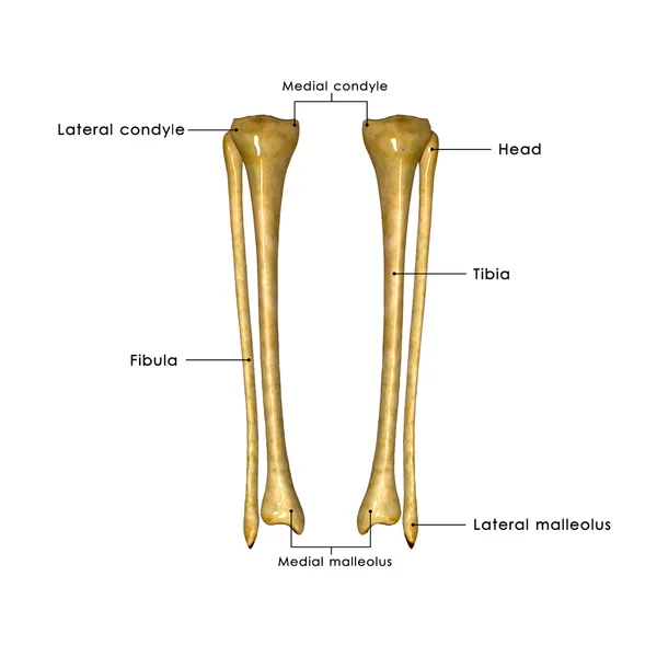脛骨と腓骨 — ストック写真