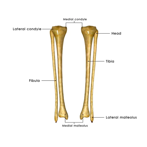 Tibia e perone — Foto Stock