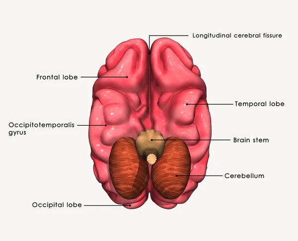 Cerebro — Foto de Stock