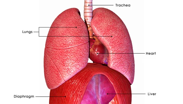 Płuca — Zdjęcie stockowe