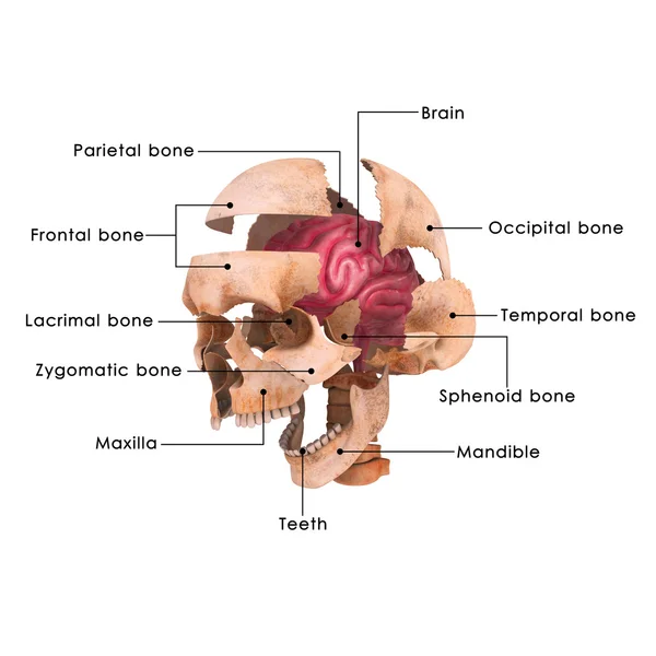 Skull brain — Stock Photo, Image