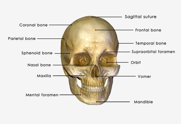 Skull — Stock Photo, Image