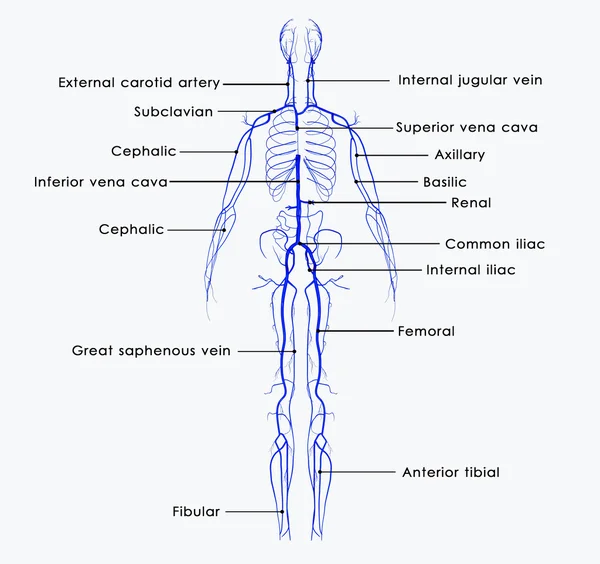 Venas —  Fotos de Stock