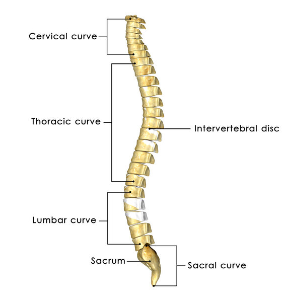 Spinal Cord