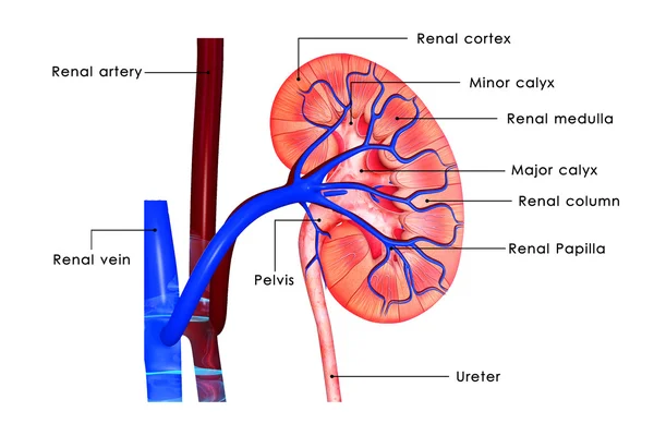 Kidney intersection — Stock Photo, Image