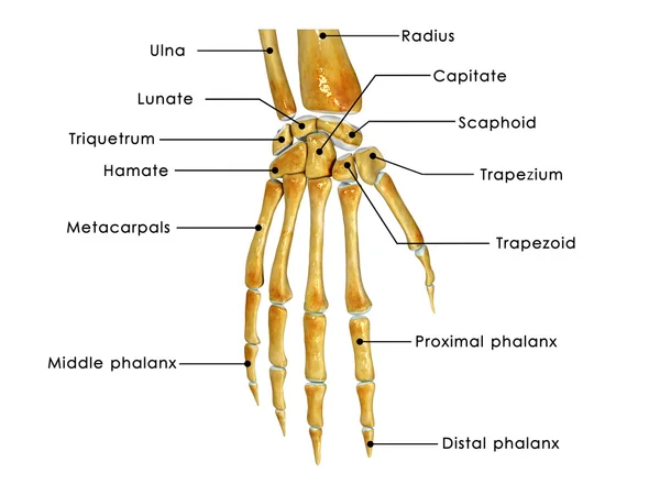 Handgelenk — Stockfoto